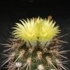 Eriosyce_islayensis_1